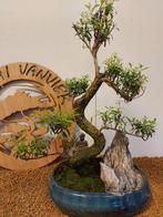 syzygium - Hoogte (boom): 41 cm - Diepte (boom): 31 cm -