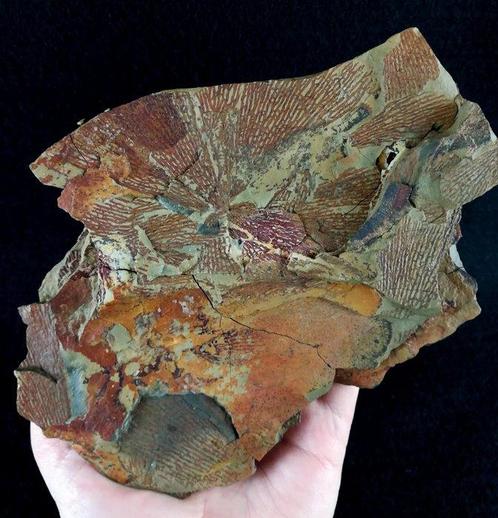 Spectaculaire graptoliet met buitengewone conservering –, Verzamelen, Mineralen en Fossielen