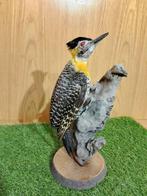 land timmerman Taxidermie volledige montage - Colaptes, Collections