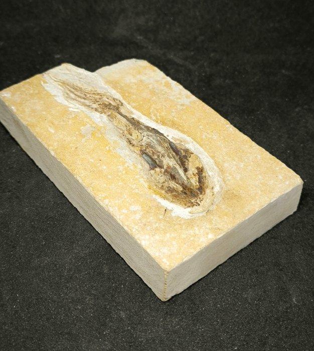 Inktvis met armen en tentakels - Fossiele matrix - Teuthida, Verzamelen, Mineralen en Fossielen