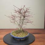Acer palmatum - Hoogte (boom): 34 cm - Diepte (boom): 38 cm