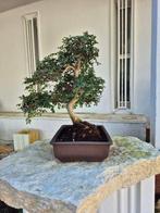 Bonsaï dorme de Chine - Hauteur (arbre) : 39 cm -
