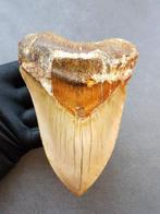 Megalodon - Fossiele tand - 141 mm - 101 mm, Verzamelen, Mineralen en Fossielen
