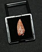 Dinosaurus - Fossiele tand - Raptor Abelisaurio Grado Gema, Verzamelen