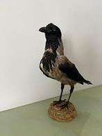 Corbeau Support de corps entier pour taxidermie - Corvus, Verzamelen, Dierenverzamelingen, Nieuw