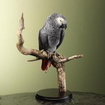 Perroquet Support de corps entier pour taxidermie - beschikbaar voor biedingen