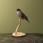 Cerasamadine Taxidermie Opgezette Dieren By Max, Ophalen of Verzenden, Nieuw, Vogel, Opgezet dier