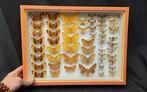 Large France Papilio Butterflies Collection (39x26 cm ) -, Verzamelen, Nieuw