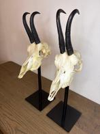Gemsbok Schedel op een standaard - Rupicapra Rupicapra - 40