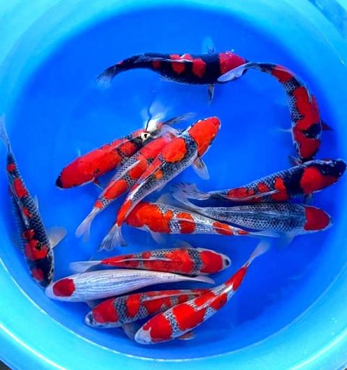 Ikarashi Ozumi  36-42 cm (Japanse Koi), Tuin en Terras, Vijvers, Nieuw, Ophalen of Verzenden