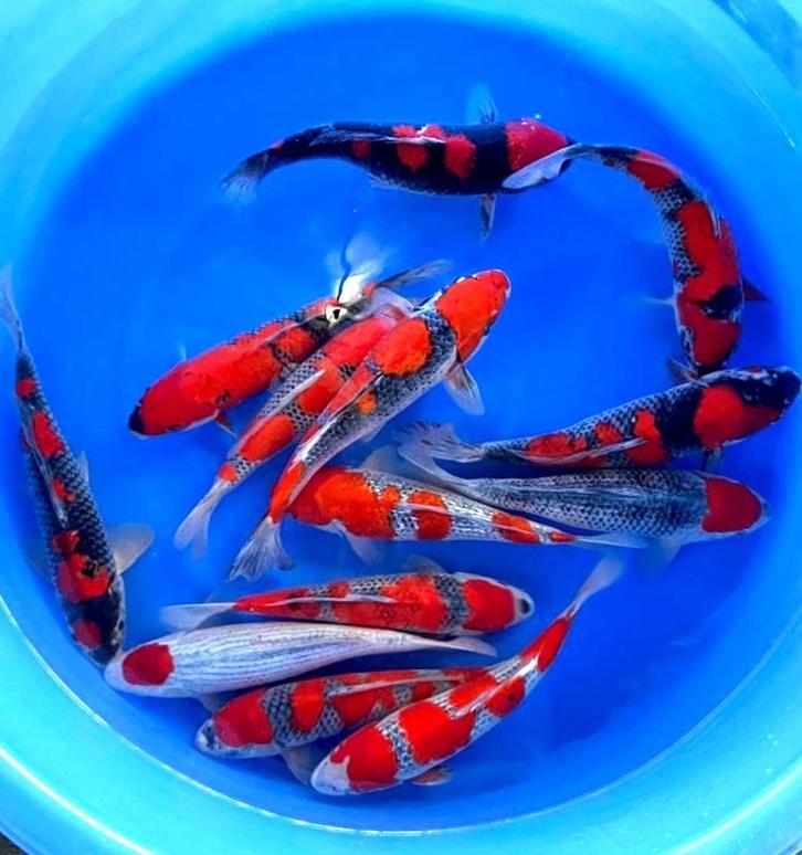 Ikarashi Ozumi  36-42 cm (Japanse Koi), Tuin en Terras, Vijvers, Nieuw, Ophalen of Verzenden