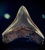 Zeldzame witte achterste Indo-Meg - Fossiele tand  (Zonder