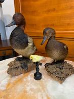 Eend Taxidermie volledige montage - Aythya nyroca - 30 cm -, Nieuw