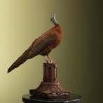 Argusfazant V Taxidermie Opgezette Dieren By Max, Verzamelen, Dierenverzamelingen, Ophalen of Verzenden, Nieuw, Vogel, Opgezet dier