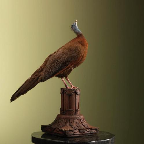Argusfazant V Taxidermie Opgezette Dieren By Max, Verzamelen, Dierenverzamelingen, Opgezet dier, Nieuw, Vogel, Ophalen of Verzenden