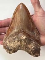Enorme Megalodon tand 14,7 cm - Fossiele tand - Carcharocles, Verzamelen, Mineralen en Fossielen