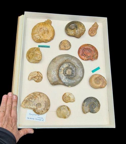 Museum Authentic Ammonite fossils from the Lower Jurassic, Verzamelen, Dierenverzamelingen
