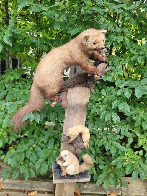 Marter, hermelijn en eekhoorn Taxidermie volledige montage -, Verzamelen, Dierenverzamelingen