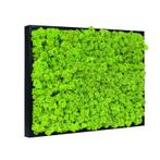 Mosschilderij Rendiermos 40x60 cm Zwart, Huis en Inrichting, Verzenden, Nieuw