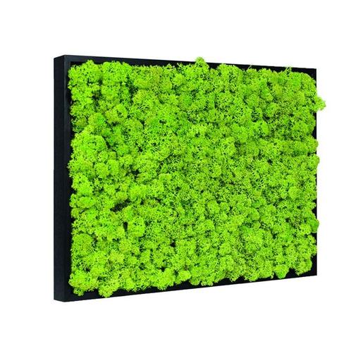 Mosschilderij Rendiermos 40x60 cm Zwart, Huis en Inrichting, Woonaccessoires | Lijsten, Verzenden
