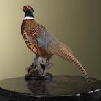 Fazant Taxidermie Opgezette Dieren By Max, Ophalen of Verzenden, Nieuw, Vogel, Opgezet dier