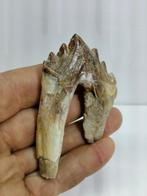 Uitstekende natuurlijke vroege walvistand - Fossiele tand -