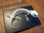 gilamonster Skelet - Heloderma suspectum - with proof of, Nieuw