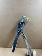 Calao à bec jaune du Sud Support de corps entier pour, Verzamelen, Dierenverzamelingen, Nieuw