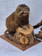 Rat - Bever en Slang Taxidermie volledige montage -, Nieuw