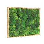 Mosschilderij Bolmos 70x100 cm Blank Hout, Huis en Inrichting, Verzenden, Nieuw