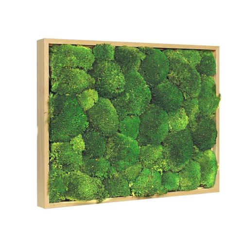 Mosschilderij Bolmos 70x100 cm Blank Hout, Huis en Inrichting, Woonaccessoires | Lijsten, Verzenden