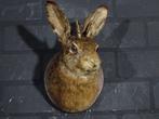 Classic Jackalope Brown Hare Taxidermie wandmontage -