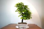 Carpinus bonsai (Carpinus) - Hoogte (boom): 55 cm - Diepte