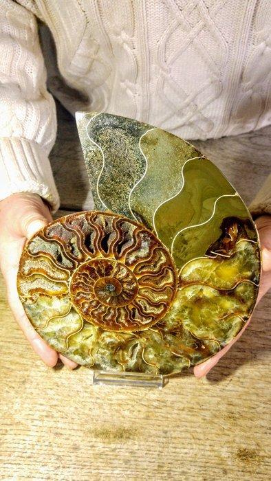 Ammoniet - Gefossiliseerd dier - Aioloceras (Cleoniceras), Verzamelen, Mineralen en Fossielen