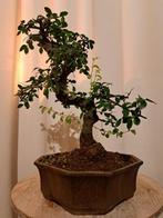 Chinese iep bonsai (Ulmus parviflora) - Hoogte (boom): 28 cm