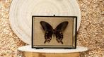 Vlinder Taxidermie volledige montage - Papilio diephobus -
