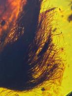 Barnsteen - Dandelion - 23.5 mm - 15.4 mm, Verzamelen, Mineralen en Fossielen