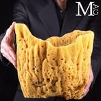 Natuurlijke sponzen uit de Middellandse Zee - Taxidermie