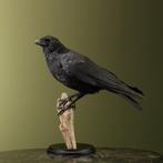 Kraai Taxidermie Opgezette Dieren By Max, Verzamelen, Dierenverzamelingen, Ophalen of Verzenden, Nieuw, Vogel, Opgezet dier
