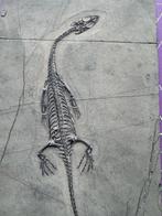 Reptile fossile: Keichousaurus -Trias - Animal fossilisé -