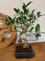 Vijgenboom bonsai (Ficus) - Hoogte (boom): 35 cm - Diepte, Antiquités & Art