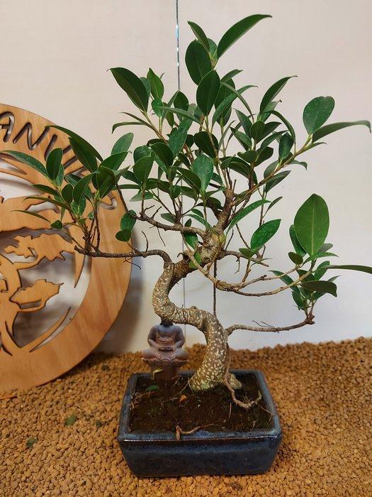 Vijgenboom bonsai (Ficus) - Hoogte (boom): 35 cm - Diepte, Antiquités & Art, Curiosités & Brocante