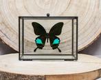 Vlinder Taxidermie volledige montage - Papilio karna karna -, Nieuw
