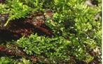 Riccardia chamedryfolia Mos In Vitro, Dieren en Toebehoren, Nieuw, Verzenden