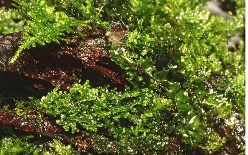 Tropica Riccardia chamedryfolia Mos In Vitro, Dieren en Toebehoren, Vissen | Aquaria en Toebehoren, Nieuw, Verzenden