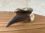 calao Crâne d’oiseau - Ceratogymna atrata - 10 cm - 7 cm -, Collections