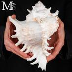 Chicoreus Ramosus De meest spectaculaire schelpen in de