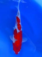 HQ Goshiki van Yamaju  35cm (Japanse Koi), Ophalen of Verzenden, Nieuw