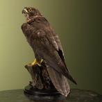Sakervalk Taxidermie Opgezette Dieren By Max, Verzamelen, Ophalen of Verzenden, Nieuw, Vogel, Opgezet dier