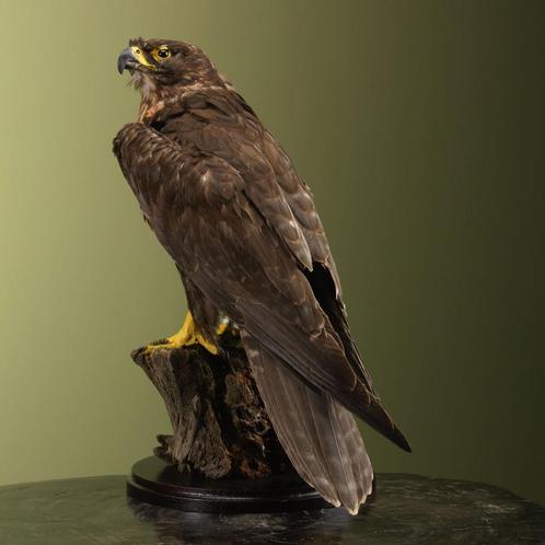 Sakervalk Taxidermie Opgezette Dieren By Max, Verzamelen, Dierenverzamelingen, Opgezet dier, Nieuw, Vogel, Ophalen of Verzenden